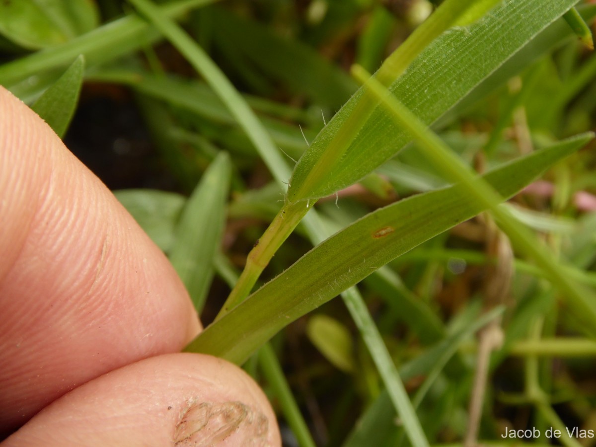 Murdannia dimorphoides subsp. dimorphoides Faden